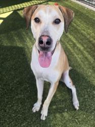 Shelter Stray Male Dog last seen AIRPORT WAY, 10521 Baur Blvd, Olivette, MO 63132, USA
