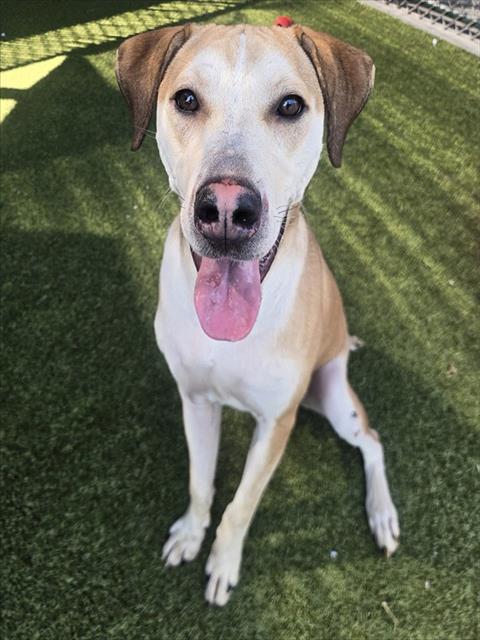 Shelter Stray Male Dog last seen AIRPORT WAY, 10521 Baur Blvd, Olivette, MO 63132, USA