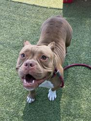 Shelter Stray Female Dog last seen KNOLLWOOD, 10521 Baur Blvd, Olivette, MO 63132, USA