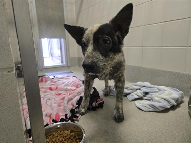 Shelter Stray Male Dog last seen MCCOURTNEY, 11232 B Ave, Auburn, CA 95603, USA