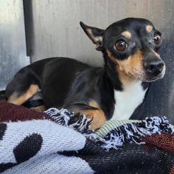 Shelter Stray Female Dog last seen Near BLOCK GLENDORA, 4710 TX-151, San Antonio, TX 78227, USA