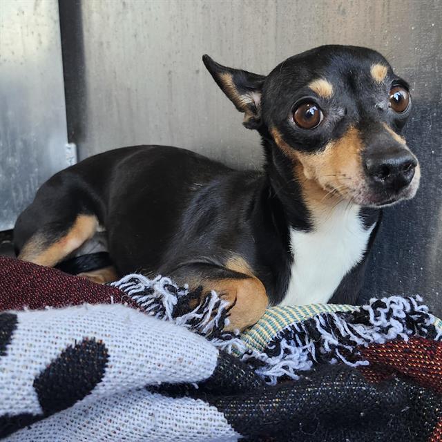 Shelter Stray Female Dog last seen Near BLOCK GLENDORA, 4710 TX-151, San Antonio, TX 78227, USA