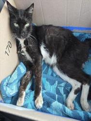 Shelter Stray Female Cat last seen WRANGLER & LATIGO, 4710 TX-151, San Antonio, TX 78227, USA