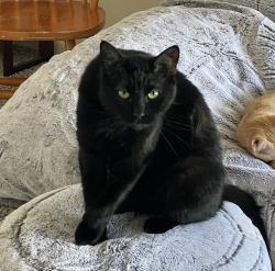 Reunited Male Cat last seen Calverton Pines and Meadow crossing, Houston, TX 77095