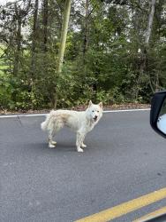 Found/Stray Unknown Dog last seen Double springs road and rock springs road, Kingsport, TN 37663