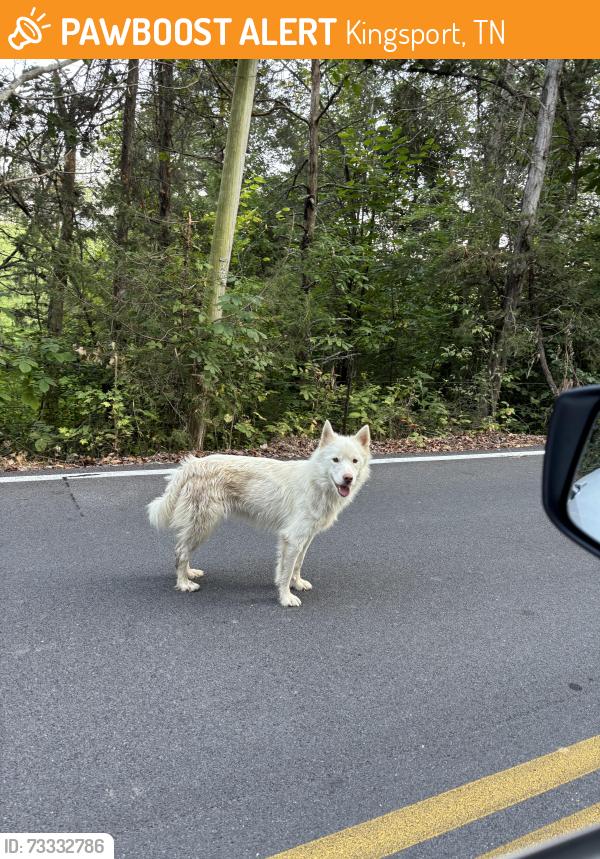 Found/Stray Unknown Dog last seen Double springs road and rock springs road, Kingsport, TN 37663
