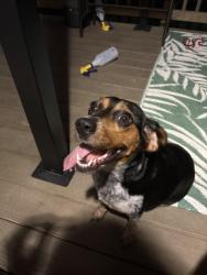 Found/Stray Female Dog last seen Atlee and signal hill, Mechanicsville, VA 23111