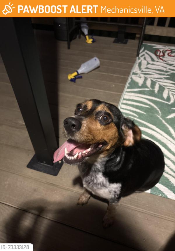 Found/Stray Female Dog last seen Atlee and signal hill, Mechanicsville, VA 23111