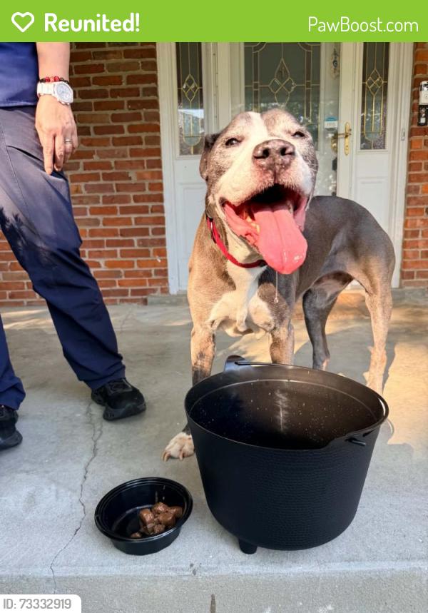 Reunited Female Dog last seen Idaho springs Road, Clarksville, TN 37043