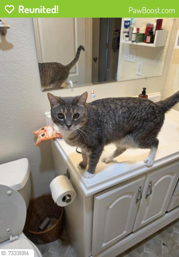 Reunited Female Cat last seen Spring brook, Newberg, OR 97132