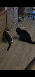 Reunited Female Cat last seen Near Clear Castle Dr., Porter, TX 77365