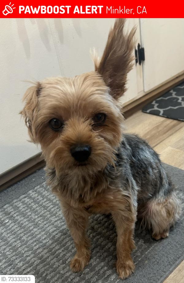 Lost Male Dog last seen Frankwood Ave near Sherwood golf course, Minkler, CA 93657