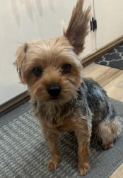 Lost Male Dog last seen Frankwood Ave near Sherwood golf course, Minkler, CA 93657