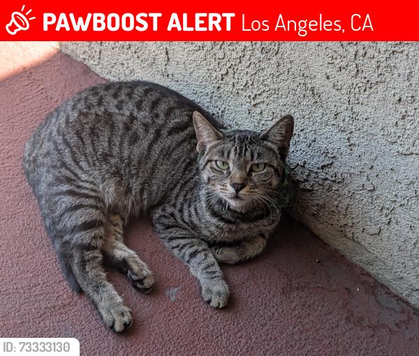 Lost Female Cat last seen Whitter and Soto Street, Los Angeles, CA 90023