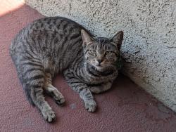 Lost Female Cat last seen Whitter and Soto Street, Los Angeles, CA 90023