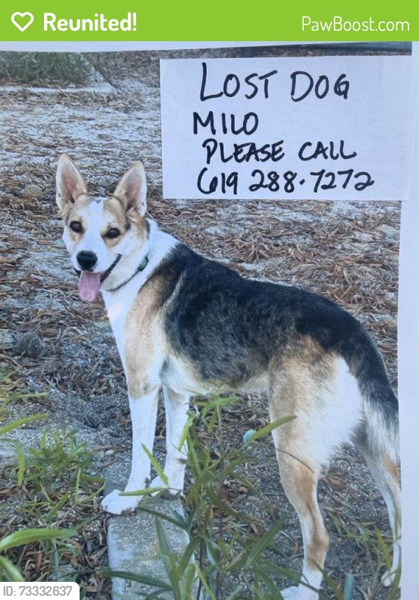 Reunited Male Dog last seen Rutgers, Chula Vista, CA 91912
