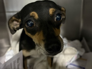 Shelter Stray Female Dog last seen Near BLOCK GONZALES ST, ARVIN CA 93203, 3951 Fruitvale Ave, Bakersfield, CA 93308, USA