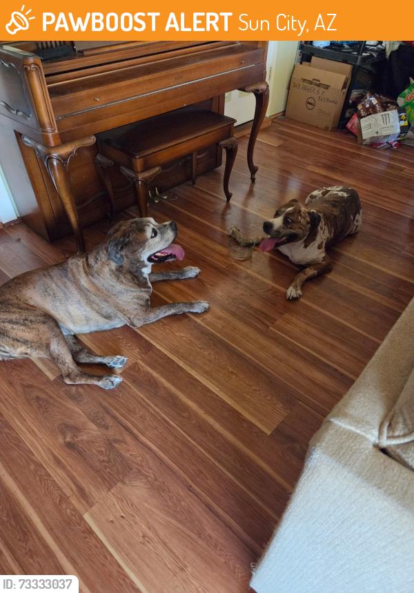 Found/Stray Female Dog last seen 105th ave and Peoria, Sun City, AZ 85351