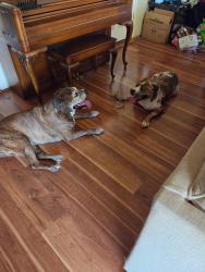 Found/Stray Female Dog last seen 105th ave and Peoria, Sun City, AZ 85351