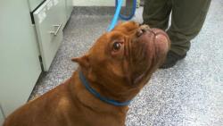 Shelter Stray Female Dog last seen CHARLOTTE, 8315 Byrum Dr, Charlotte, NC 28217, USA
