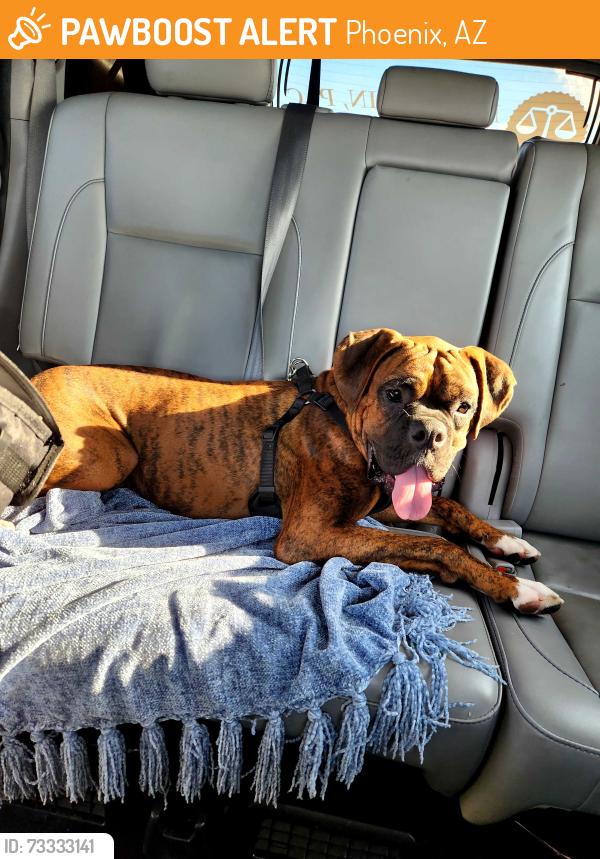 Found/Stray Unknown Dog last seen ELWOOD/67TH Ave, Phoenix, AZ 85043