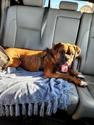 Found/Stray Unknown Dog last seen ELWOOD/67TH Ave, Phoenix, AZ 85043