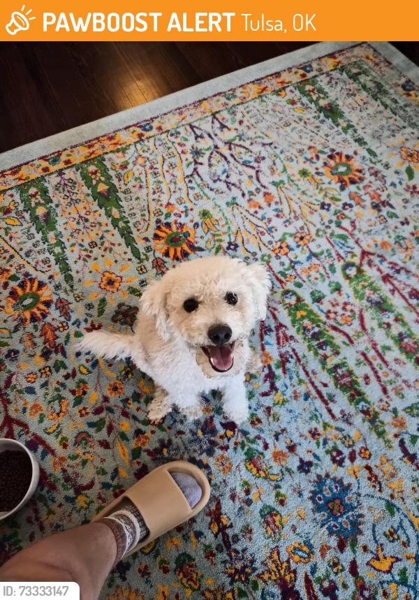 Found/Stray Male Dog last seen Patrick Henry Elementary, Whiteside Park, Tulsa, OK 74103