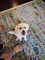 Found/Stray Male Dog last seen Patrick Henry Elementary, Whiteside Park, Tulsa, OK 74103