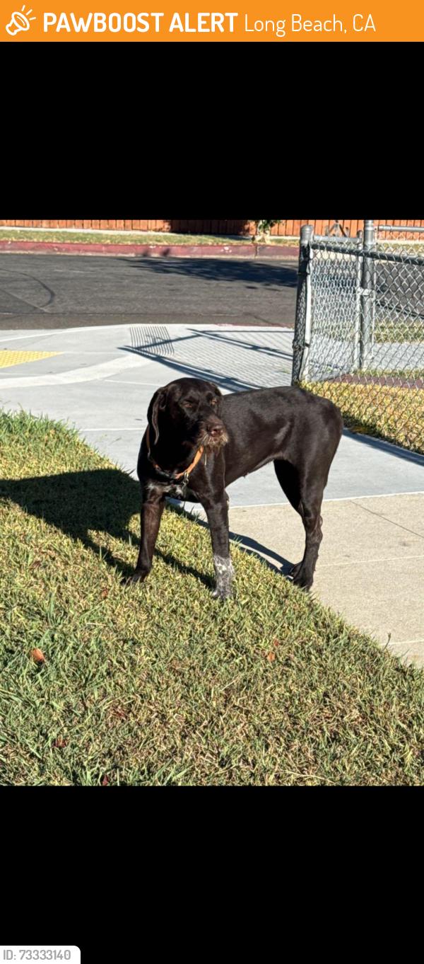 Found/Stray Female Dog last seen Poppy and gundry, Long Beach, CA 90805