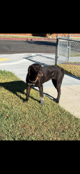 Found/Stray Female Dog last seen Poppy and gundry, Long Beach, CA 90805