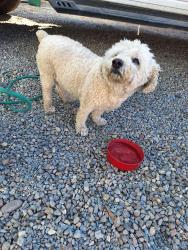 Reunited Male Dog last seen 69th and Madera, Lemon Grove, CA 91945