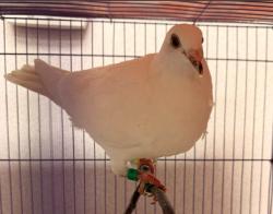 Shelter Stray Unknown Bird last seen MAIN ST/GILLETTE AVE, 6443 Oak Canyon, Irvine, CA 92618, USA
