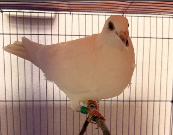 Shelter Stray Unknown Bird last seen MAIN ST/GILLETTE AVE, 6443 Oak Canyon, Irvine, CA 92618, USA