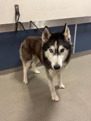 Shelter Stray Male Dog last seen Near BLOCK SW 194TH AVE, 3599 NW 79th Ave, Doral, FL 33122, USA