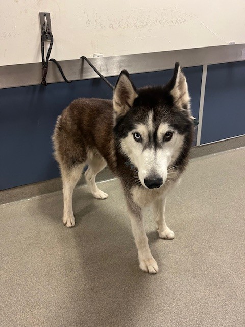 Shelter Stray Male Dog last seen Near BLOCK SW 194TH AVE, 3599 NW 79th Ave, Doral, FL 33122, USA