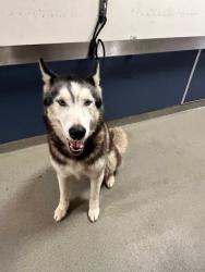 Shelter Stray Male Dog last seen Near BLOCK SW 194TH AVE, 3599 NW 79th Ave, Doral, FL 33122, USA