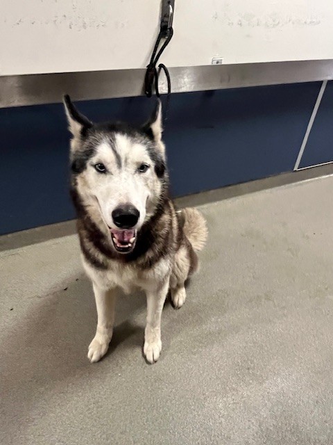 Shelter Stray Male Dog last seen Near BLOCK SW 194TH AVE, 3599 NW 79th Ave, Doral, FL 33122, USA