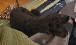 Reunited Male Dog last seen Hill st and 14th, Santa Monica, CA 90405