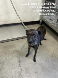 Shelter Stray Male Dog last seen Near BLOCK N JACKSON AVE FRESNO CA 93726, 5277 E Airways Blvd, Fresno, CA 93727, USA