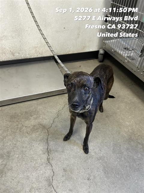Shelter Stray Male Dog last seen Near BLOCK N JACKSON AVE FRESNO CA 93726, 5277 E Airways Blvd, Fresno, CA 93727, USA