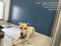 Shelter Stray Male Dog last seen Near BLOCK N VAN NESS AVE, FRESNO CA 93701, 5277 E Airways Blvd, Fresno, CA 93727, USA