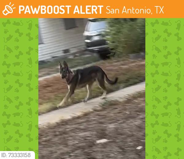 Found/Stray Female Dog last seen Hammond Ave and Adele, San Antonio, TX 78210