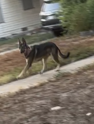 Found/Stray Female Dog last seen Hammond Ave and Adele, San Antonio, TX 78210