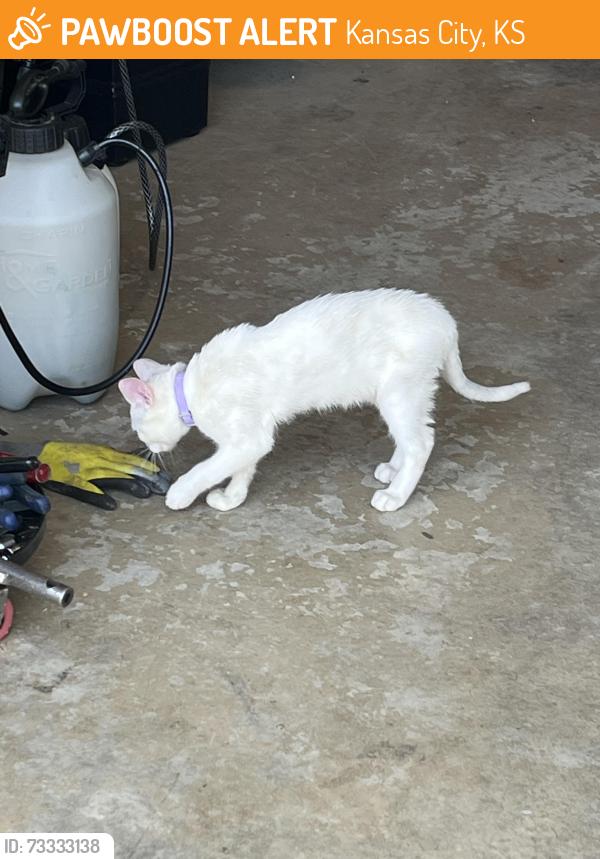 Found/Stray Female Cat last seen North 102nd St. and N 103rd St., Kansas City, KS 66109