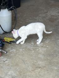 Found/Stray Female Cat last seen North 102nd St. and N 103rd St., Kansas City, KS 66109