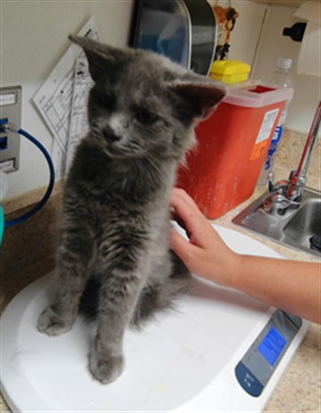 Shelter Stray Female Cat last seen LOUISE, 3001 2nd St SW, Albuquerque, NM 87105, USA