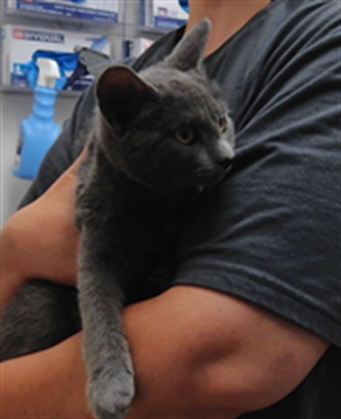 Shelter Stray Female Cat last seen LOUISE, 3001 2nd St SW, Albuquerque, NM 87105, USA