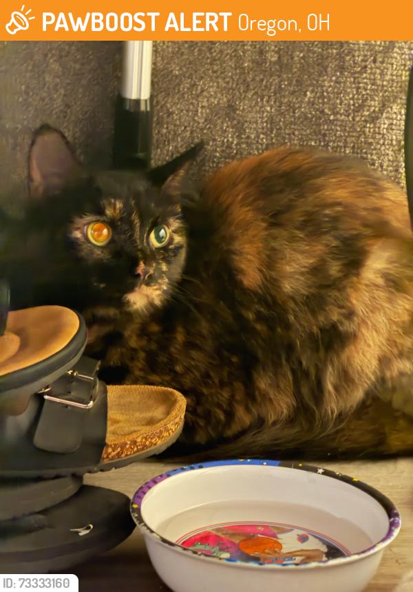 Found/Stray Unknown Cat last seen Lantern and stephan, Oregon, OH 43616