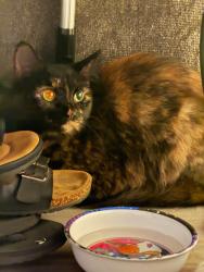 Found/Stray Unknown Cat last seen Lantern and stephan, Oregon, OH 43616