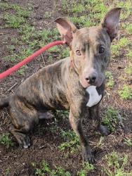 Shelter Stray Male Dog last seen Near BLOCK W PARKWAY DR, MARGATE FL 33068, 2400 SW 42nd St, Fort Lauderdale, FL 33312, USA